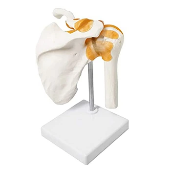 1 шт. Анатомический скелет Анатомия связок плеча человека для офиса, медицины Изображение 2