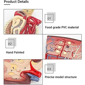 Анатомический шаблон почки человеческого органа с медицинской моделью мочевого клубочка для медицинского образования Изображение 2