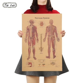 Свяжите Нервную систему, структуру тела, плакат, Бар, Домашний декор, ретро Винтажная наклейка на стену из крафт-бумаги 42x30 см